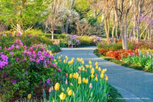 A path winds through the Dallas Arboretum with flowers and trees in full spring bloom. Photo courtesy of the Dallas Arboretum.